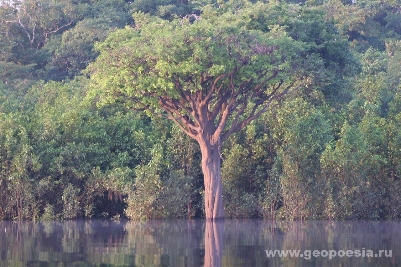фото затопленного леса Амазонии