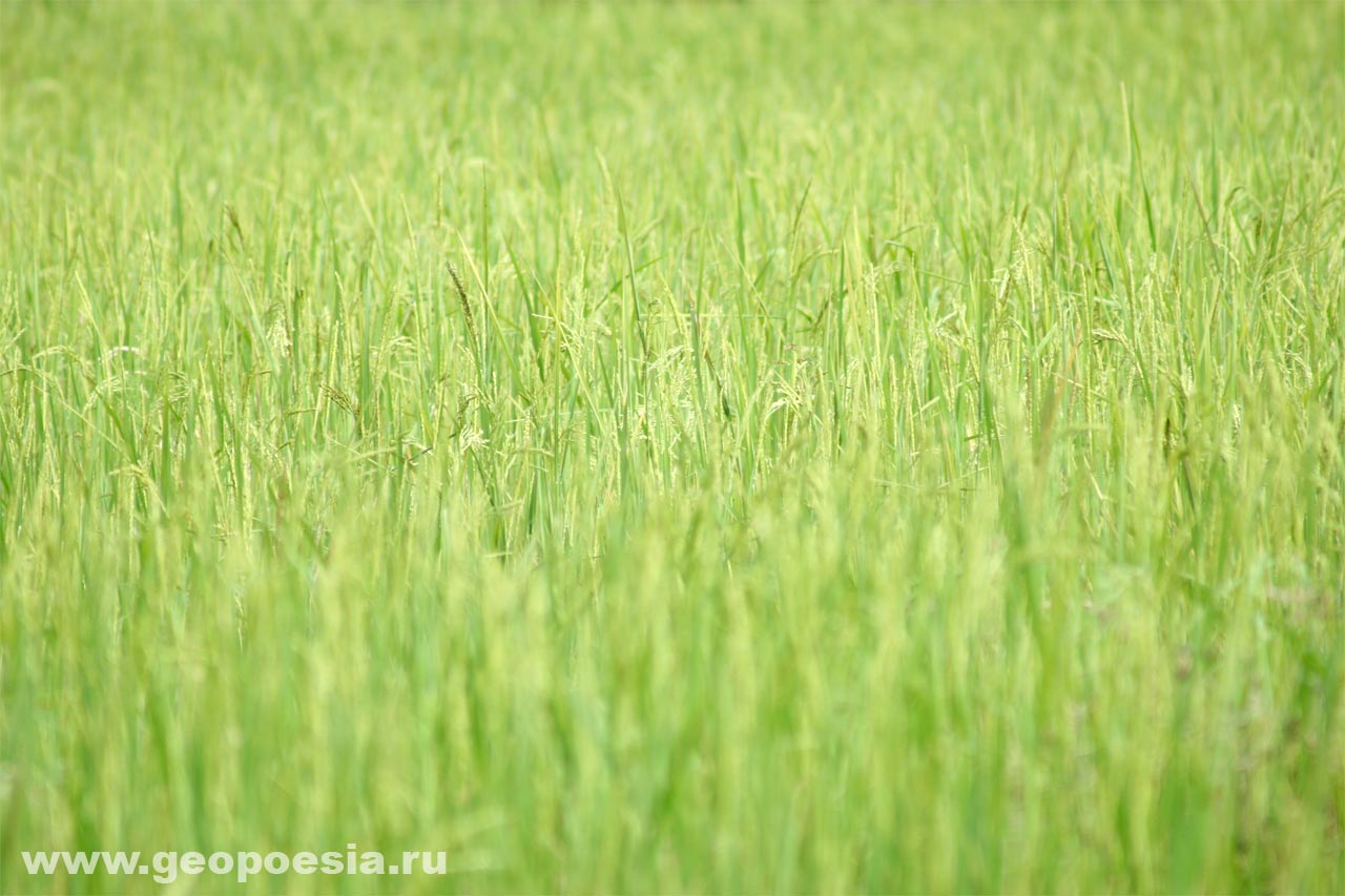 фото посевов риса