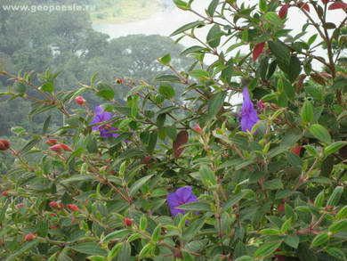 Синие цветы Пемутерана 