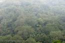 Экваториальные леса 