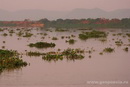 Гиацинты на реке Парагвай