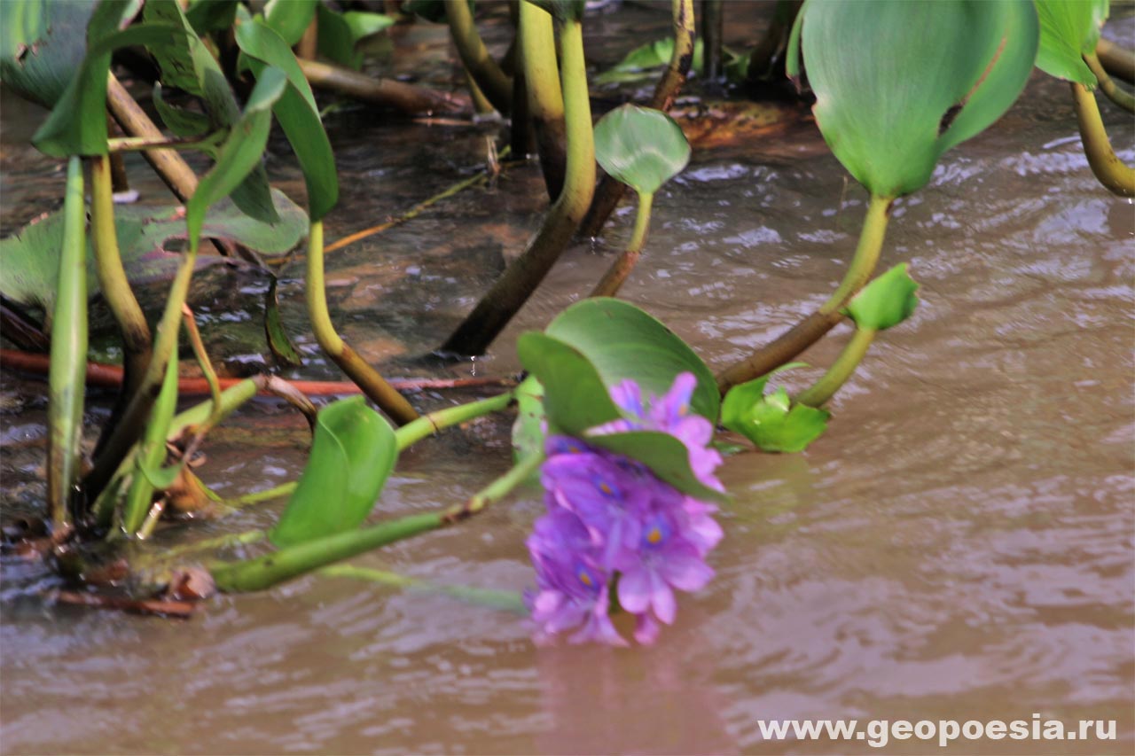 фото водного гиацинта