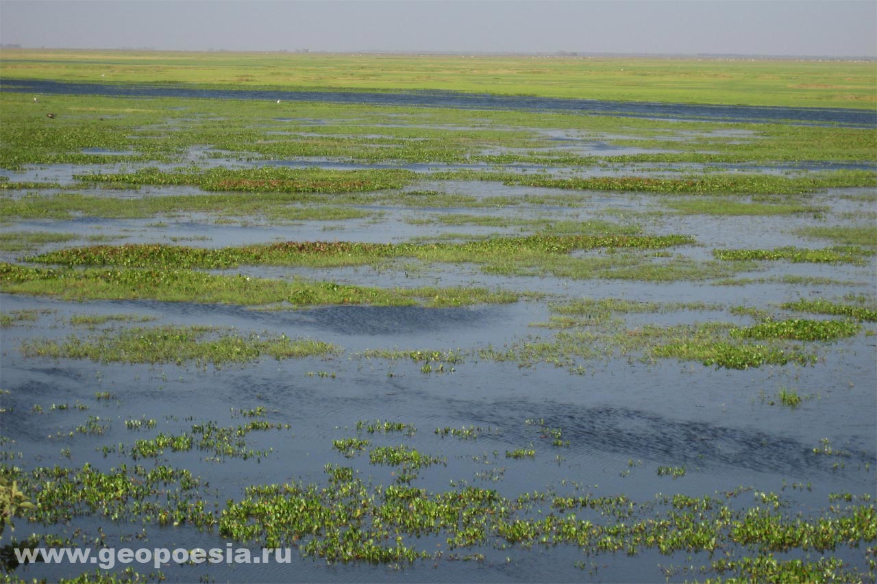 фото парагвайских болот