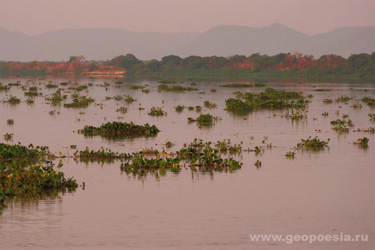 фото гиацинтов на реке Парагвай