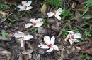 Цветы в джунглях Сикихора