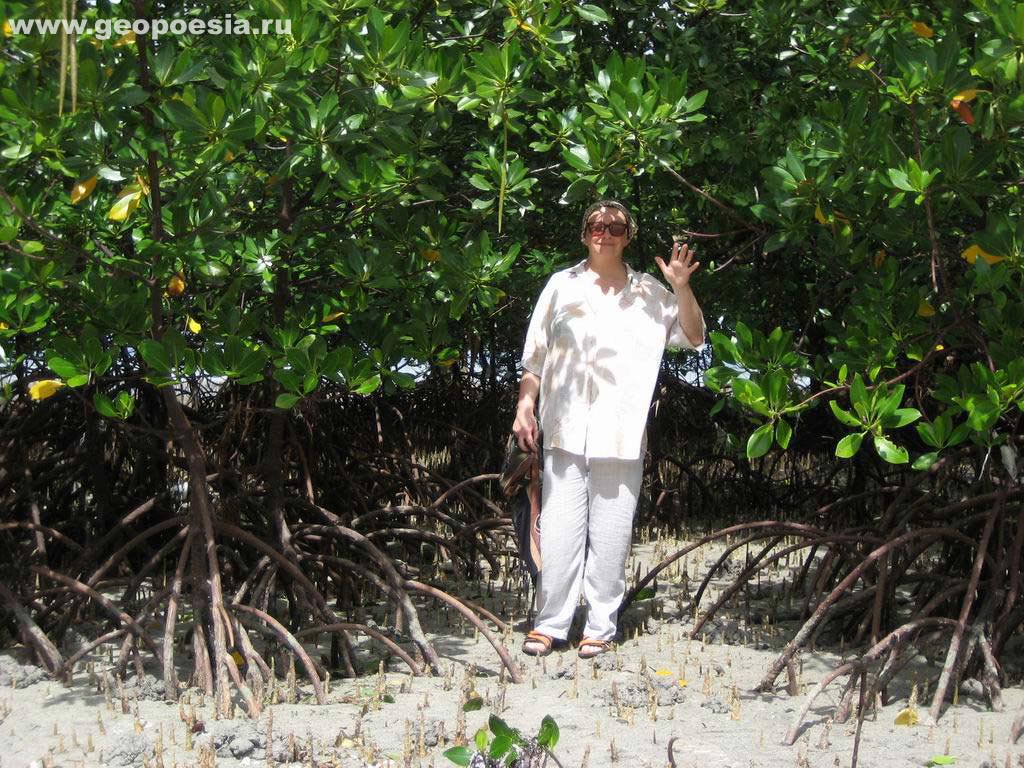 Фото мангровых деревьев