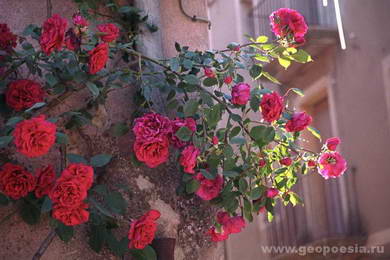 Розы Прадеса 