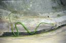 Зелёная змея