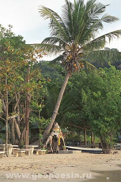 Фото кокосовой пальмы