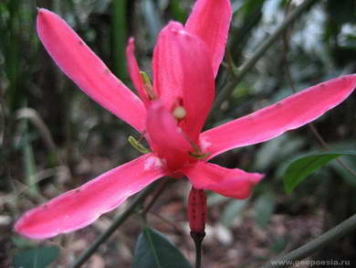 Ledothamnus Guianensis