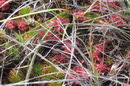 Drosera roraimae