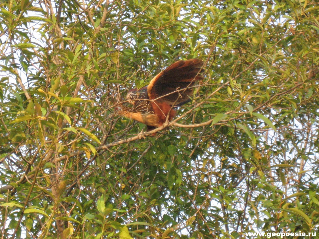 Фото фазана в Льяносах