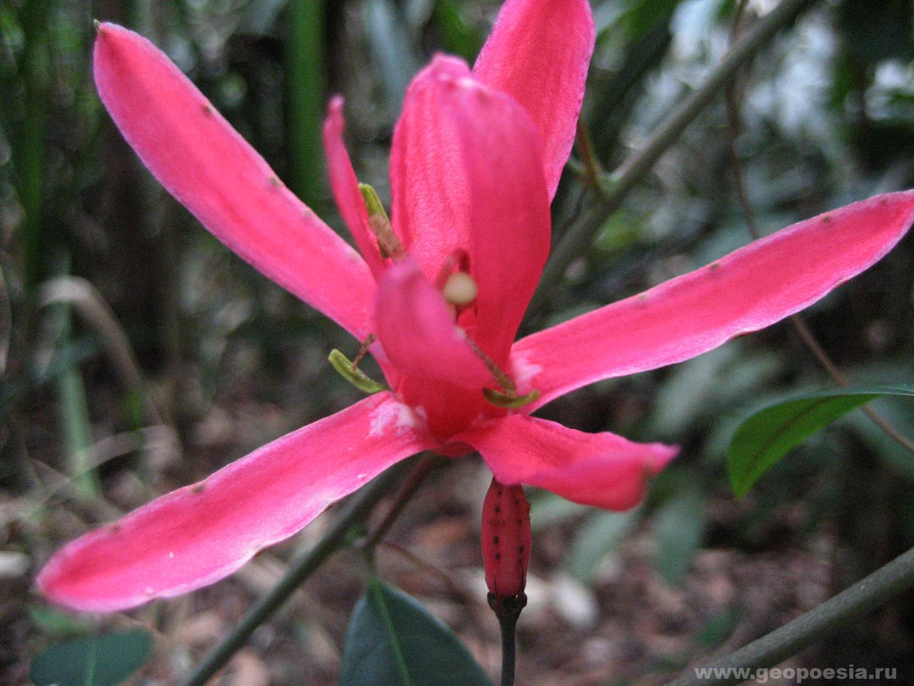 Фото Ledothamnus Guianensis