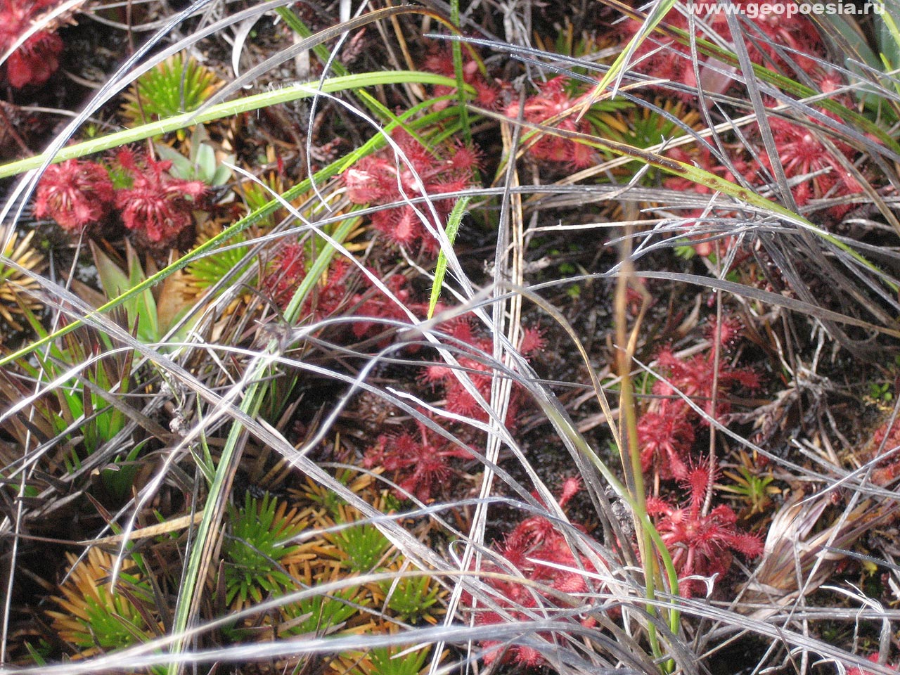 Фото Drosera roraimae