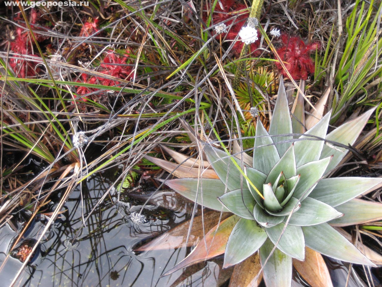 Фото Orectanthe sceptrum