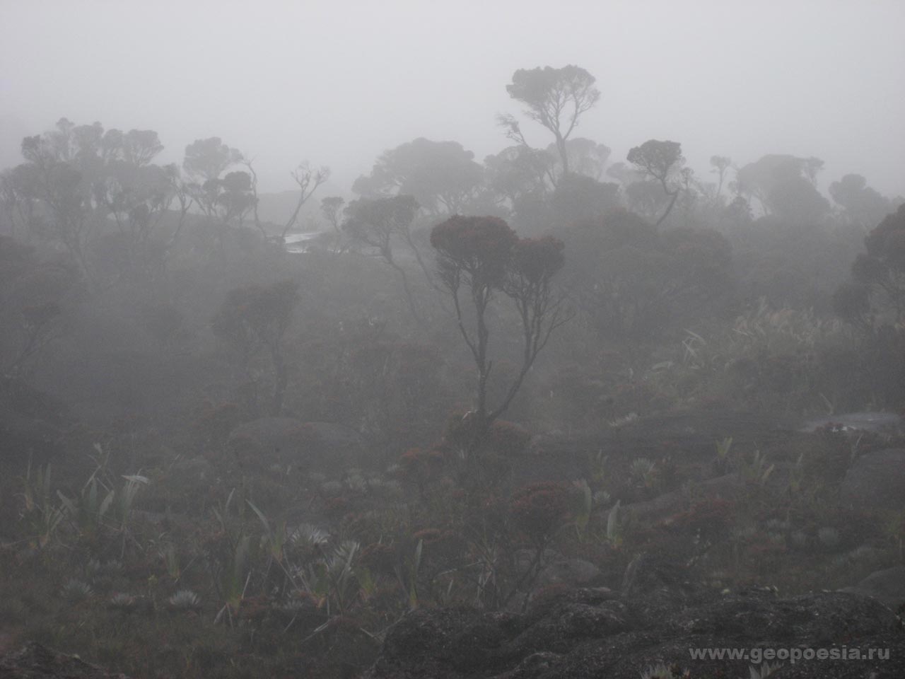 Фото Bonnetia roraima