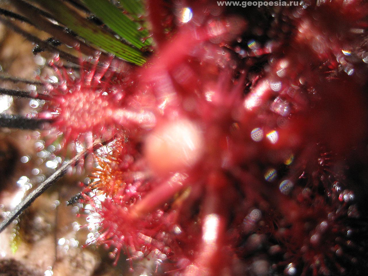 Фото Drosera roraimae