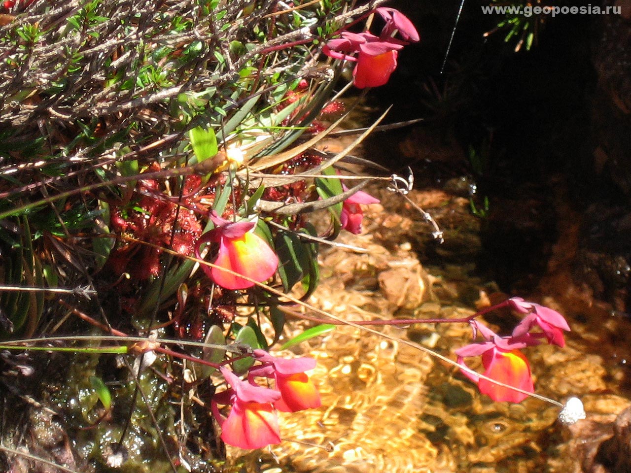 Фото Utricularia quelchii