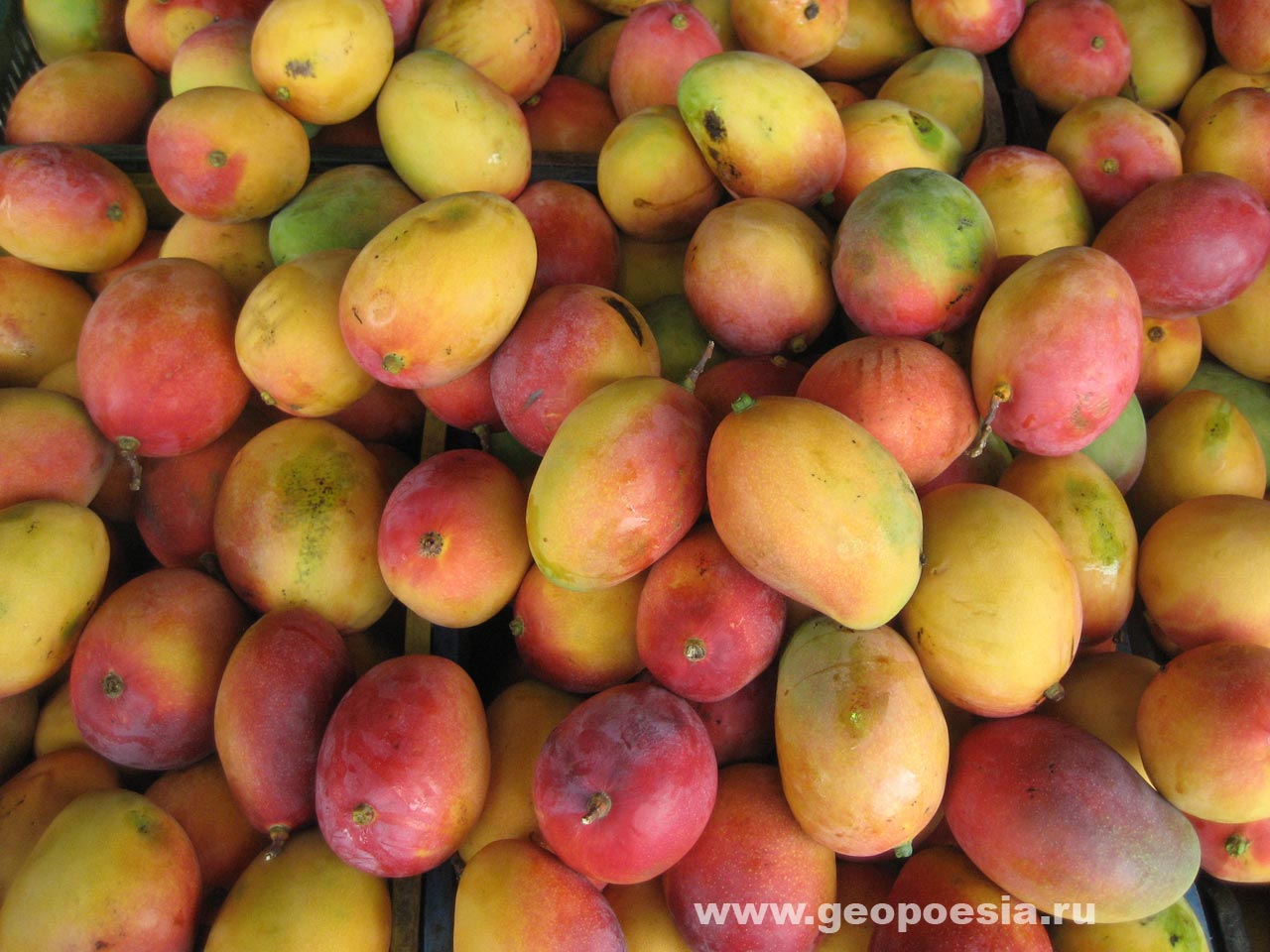 фото амазонских манго