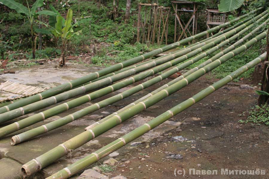 Фото бамбука