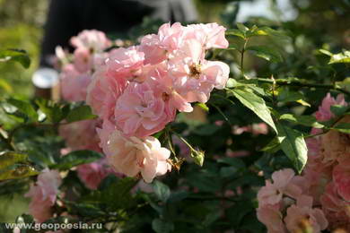 Розы в Promenade Plantee в Париже