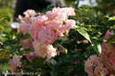 Розы в Promenade Plantee в Париже