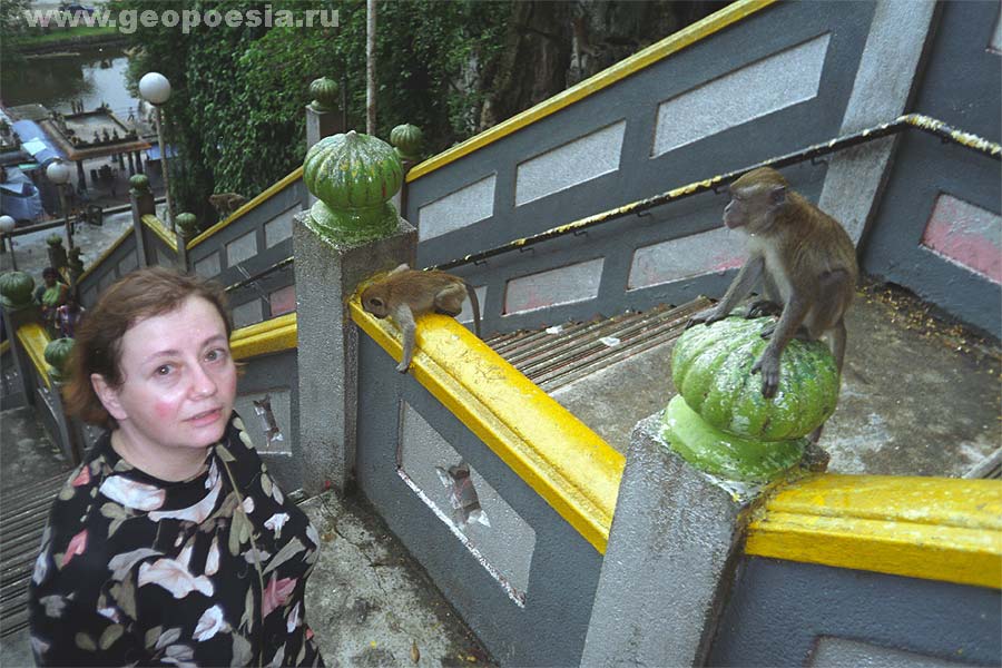 Фото обезьян