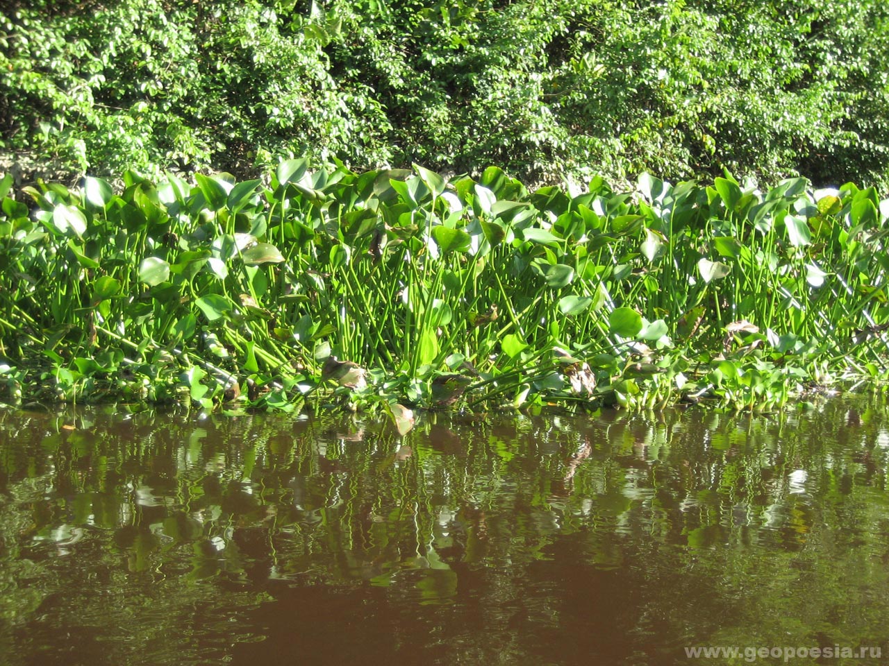 Фото водного гиацинта на Ориноко