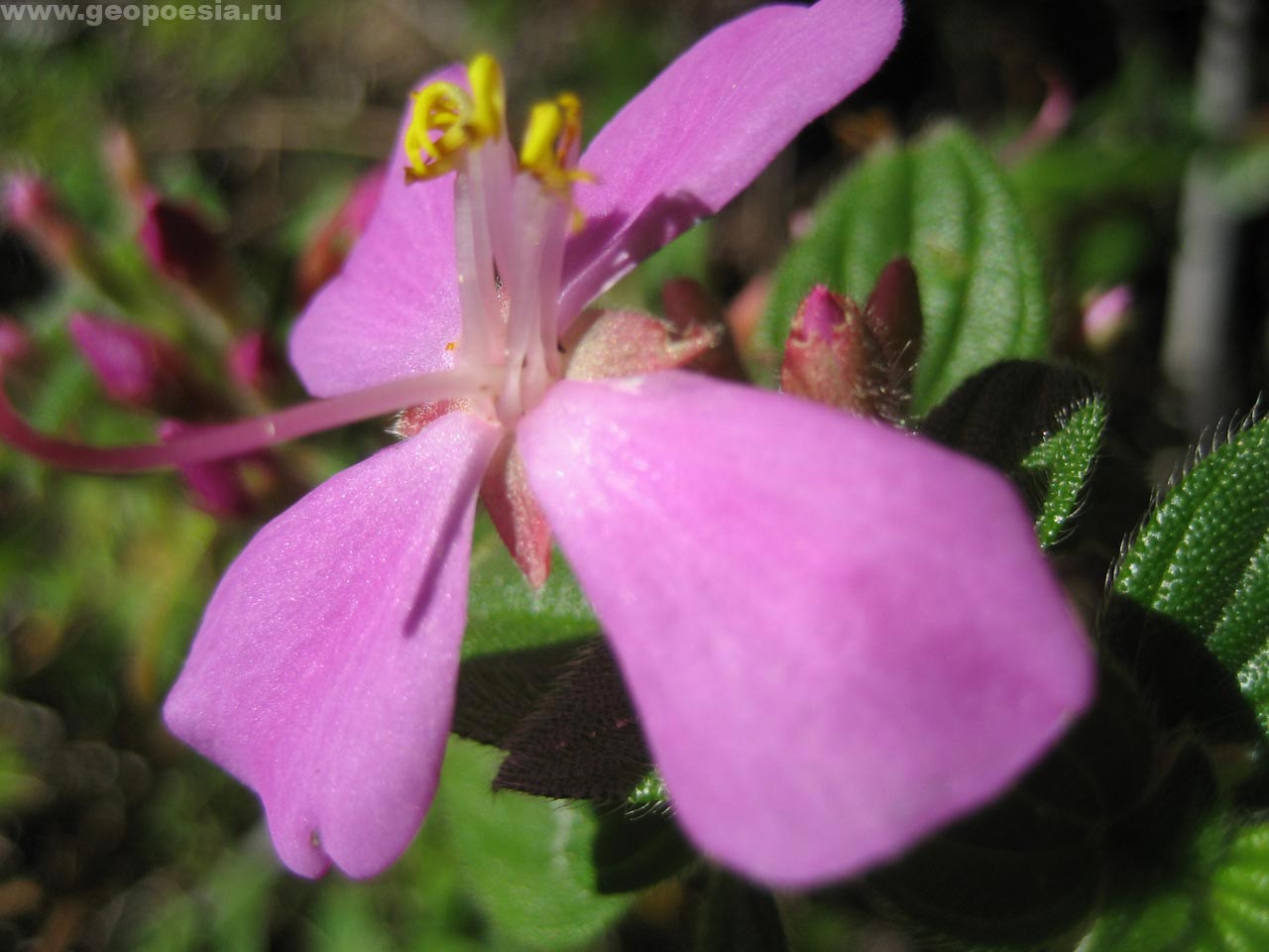 Фото эндемичных цветов Рораймы